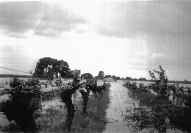 Photograph, Murray River flood Miff Johnston Block, 1956