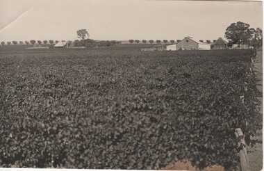 Postcard - Photograph of a vineyard