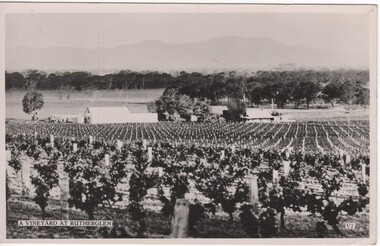 Postcard - Image, A Vineyard at Rutherglen, 1930s