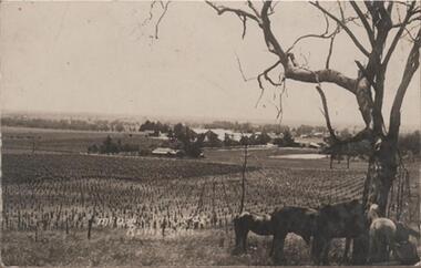 Photograph - Image, 1914-1920 (Approximate)