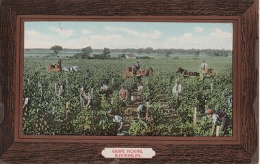 Image, Grape Picking, Rutherglen, 1910 to 1912