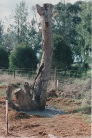 Image, Survey Tree, Jacks Road