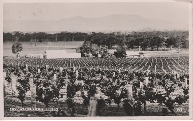Postcard - Post card, A Vineyard at Rutherglen