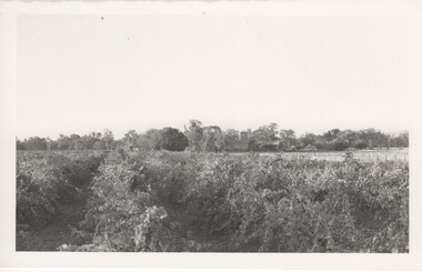 Image, 1970s