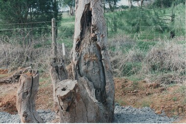 Image, Survey Tree, Jacks Road