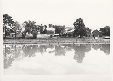 Image, Olive Codling