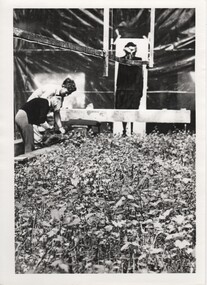 Image, Olive Codling