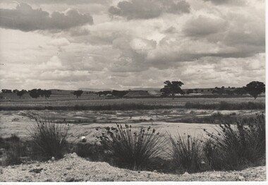Image, Olive Codling