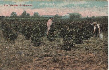 Image, F. Harrison, The Vintage, Rutherglen, c1890