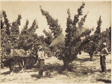 Spraying the Pear Trees, 1925
