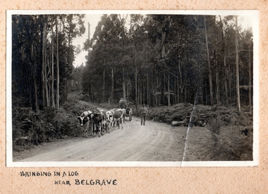 Photograph, Bringing in a log near Belgrave