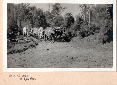 Photograph, Hauling Logs to Sawmill