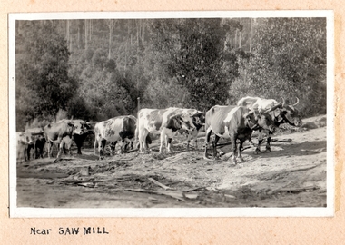 Photograph, Near Saw Mill