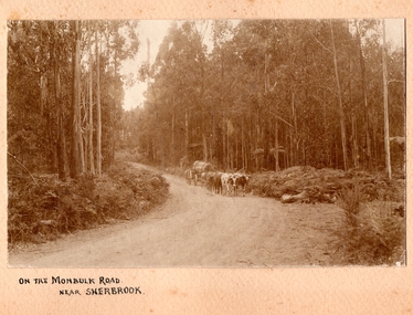 Photograph, On the Monbulk Road near Sherbrooke