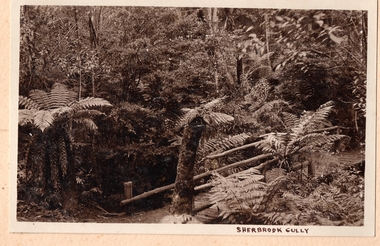 Photograph, Sherbrooke Gully