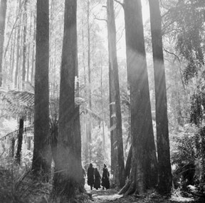 Photograph, Sherbrooke Forest 1968