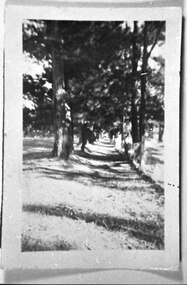 Photograph - Trees near Lockwood golf clubhouse
