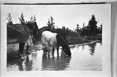 Photograph - Horses at dam, Belgrave Heights