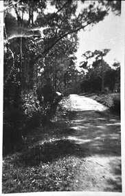 Photograph - Bush track at Belgrave Heights