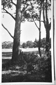 Photograph - Trees and horse at golf course