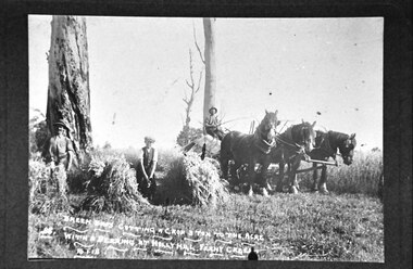 Photograph, Breen brothers cutting hay at Ferny Creek