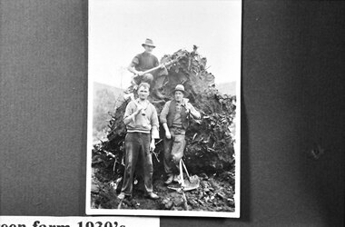Tom Breen at stump of tree