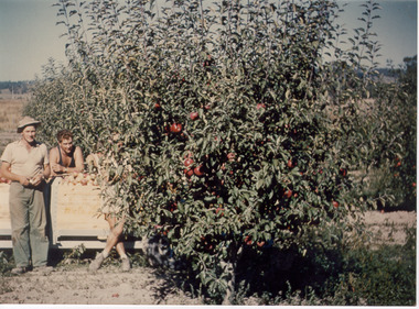 Photograph - Photo-colour- Apple orchard