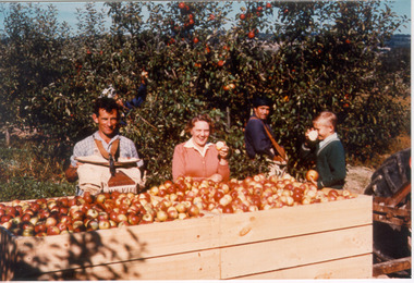 Photograph - Photo-colour- picking apples