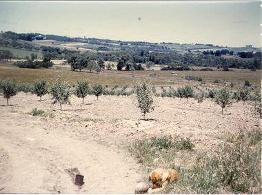 Photograph - Photo-colour- Rajah the dog plays in orchard