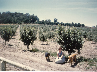 Photograph - Photo-colour- Stella Montague and Rajah