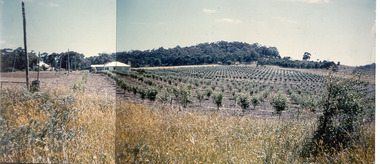 Photograph - Photo-colour- Montague apple orchard, 1954