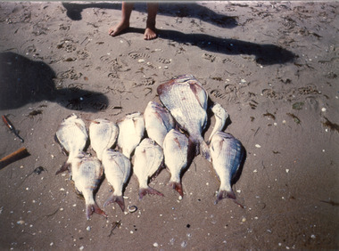 Photograph - Photo-colour- snapper caught at Rosebud