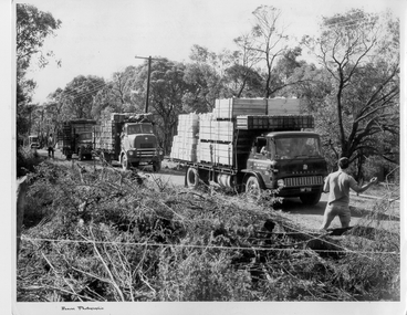 Photograph - Trucks for scout jamboree held on Montague Orchards in Narre Warren North