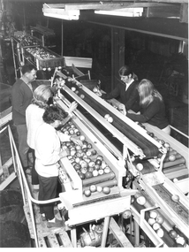 Photograph - Packing apples at Montague Orchards, Narre Warren North