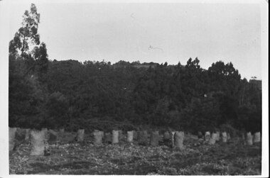 Photograph - Photo - Bagged-up spuds awaiting collection on Hermon's farm