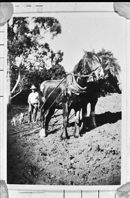 Photograph - George Beazley, father of Jean Hermon, working at Grandview Farm, Emerald, with Bacon the dog