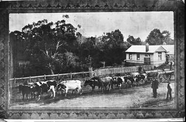 Photograph - William Hermon Snr and his bullock team in Ferntree Gully, 1913