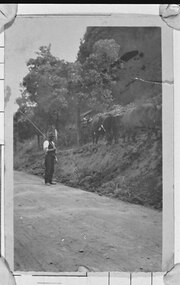 Photograph - Bill Hermon Snr and his bullock team