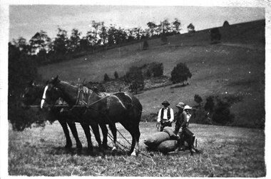 Photograph - Bringing in potatoes at Glen Park Farm, Selby, c.1913