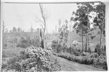 Photograph - Aura, Menzies Creek