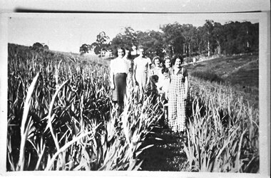Photograph - Women in gladiolus crop, Menzies Creek