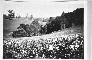 Photograph - Madigan potato crop looking east from School Road toward Menzies Creek station
