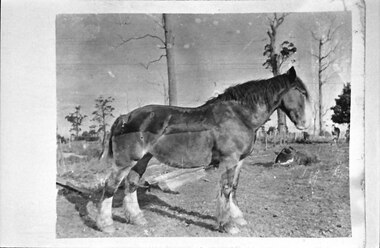 Photograph - The Breen's draught horse, Violet