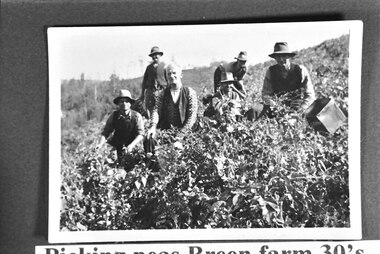 Photograph - The pea crop at the Breens