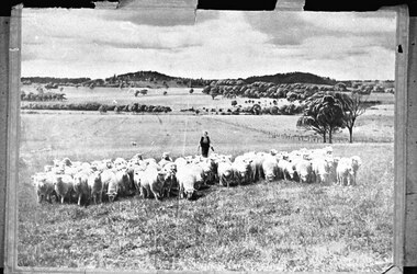 Photograph, Violet Lambert at Lysterfield, herding sheep