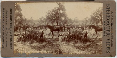 Stereographic Image, 1900