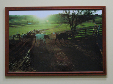 Photograph, Framed, Morning milking at Rye Valley Dairy, 2003