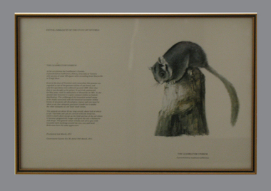 Print, Framed, The Leadbeaters Possum, 1973
