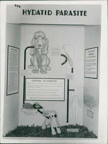 Photograph, Photographs about the control of hydatids, and how it spreads by contact, through promotional displays for the Department of Health for trade shows and exhibitions