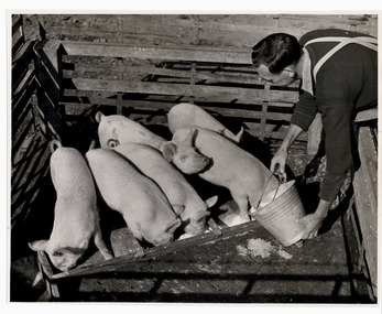 Photograph, Janefield Training Centre  - Man feeding milk waste / whey into trough for 6 penned pigs - Black & White Photo